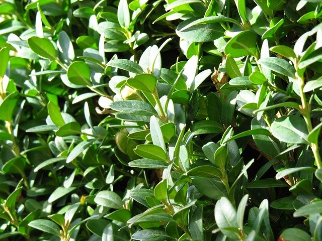 boxwood wintergreen 2.jpeg