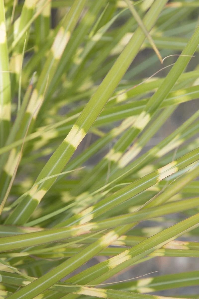 Grass Little Zebra Dwarf Japanese Silver.jpeg