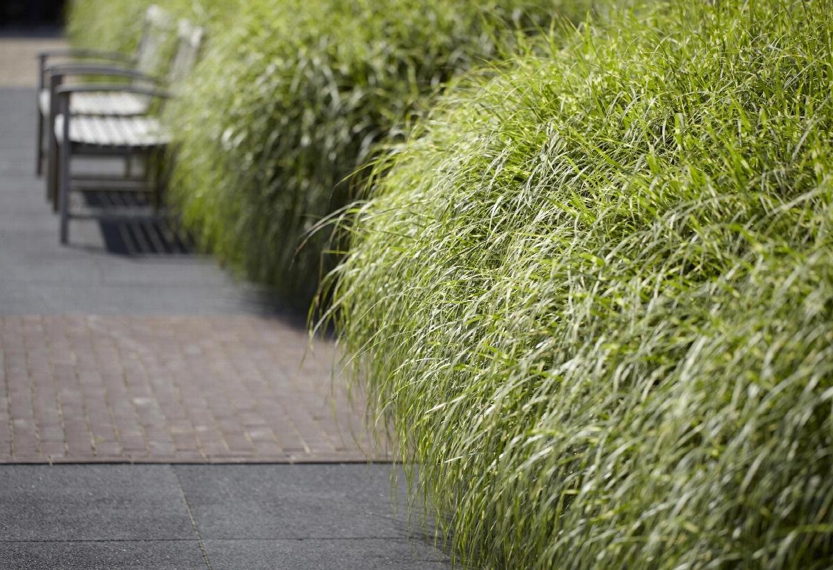 Grass Little Zebra Dwarf Japanese Silver 3.jpeg