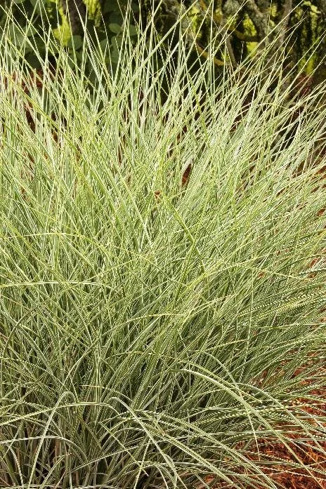 Grass Morning Light Maiden .jpeg