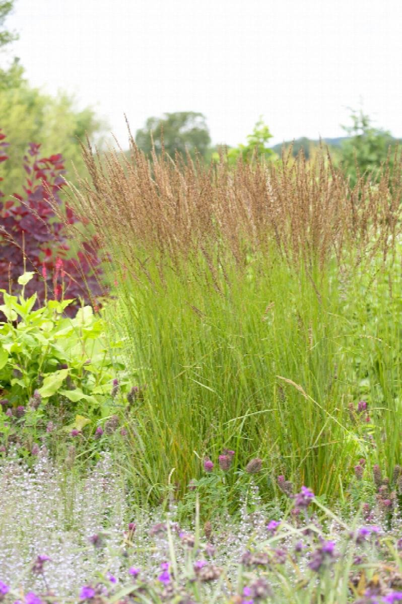 Grass Prarie Dropseed 2.jpeg