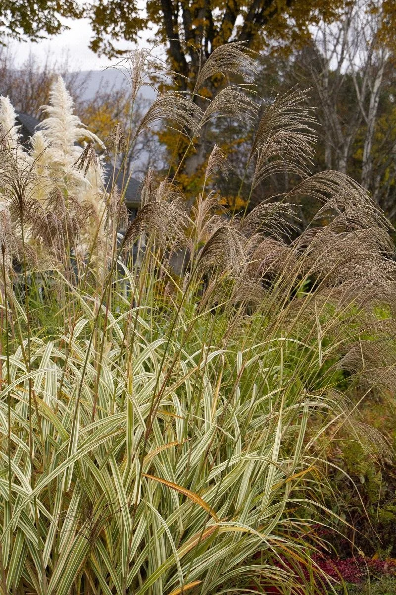 Grass Variagated Japanese Silver.jpeg