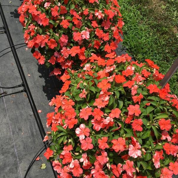 impatiens beacon salmon 2.jpeg