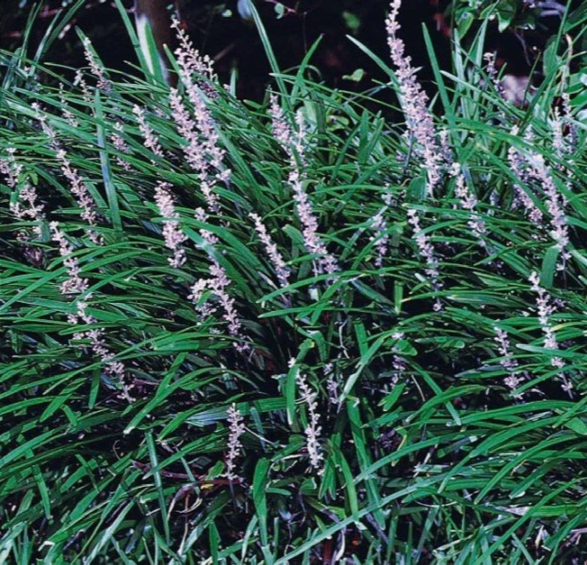 Liriope Big Blue Lilyturf.jpeg