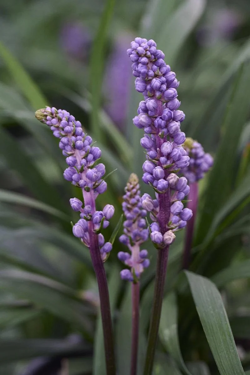 liriope royal purple .jpeg