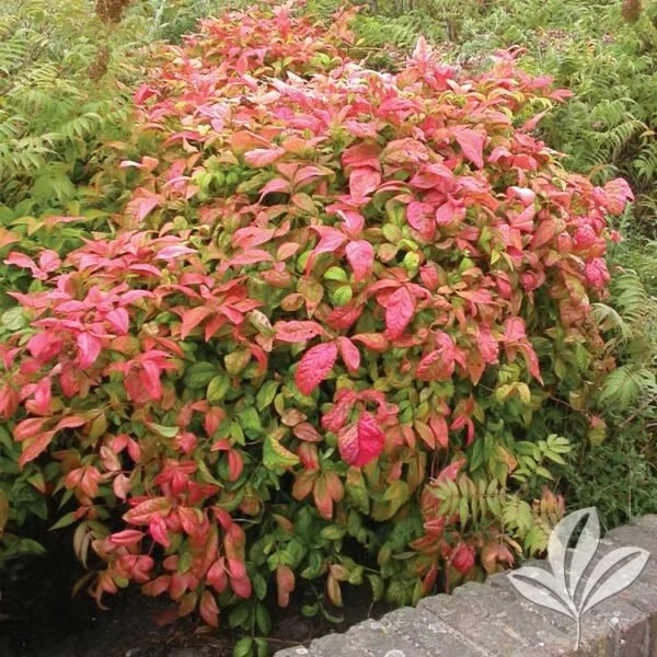 nandina blush pink 2.jpeg