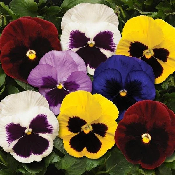 Pansy Blotch Mix - 18 four inch Containers