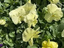 pansy primrose 2.jpeg