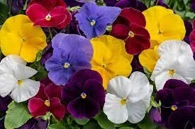 Clear Mix Pansy - 18 four inch Containers