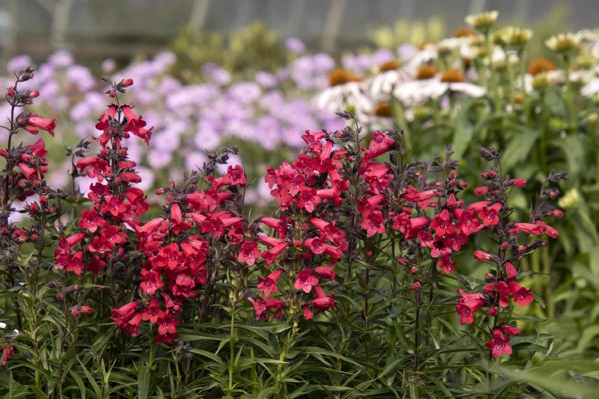 penstemon Harlequin Red Beardtongue.jpeg