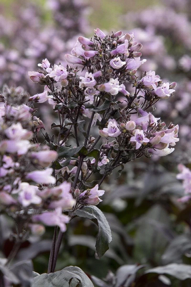 Penstemon dakota burgundy beardtongue.jpeg