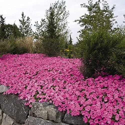 petunia wave pink 2.jpeg