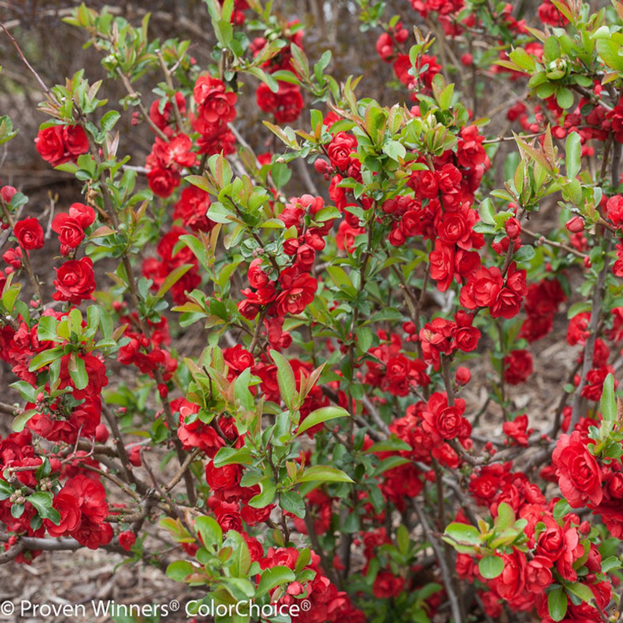 quince double take scarlet 2.jpeg