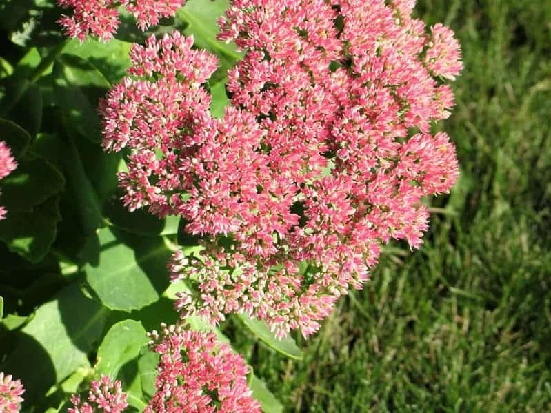 sedum autumn joy 2.jpeg