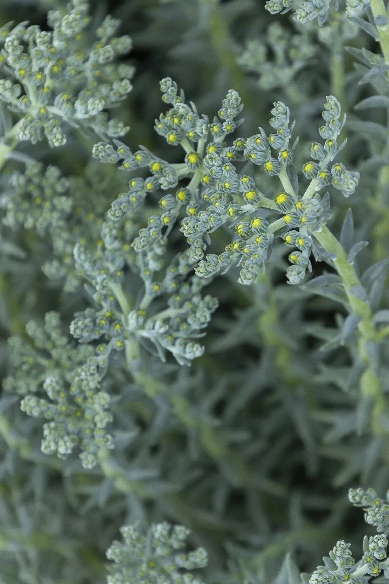 sedum blue spruce 3.jpeg