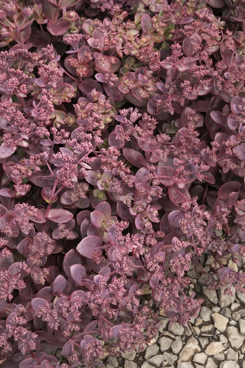 sedum cherry tart.jpeg