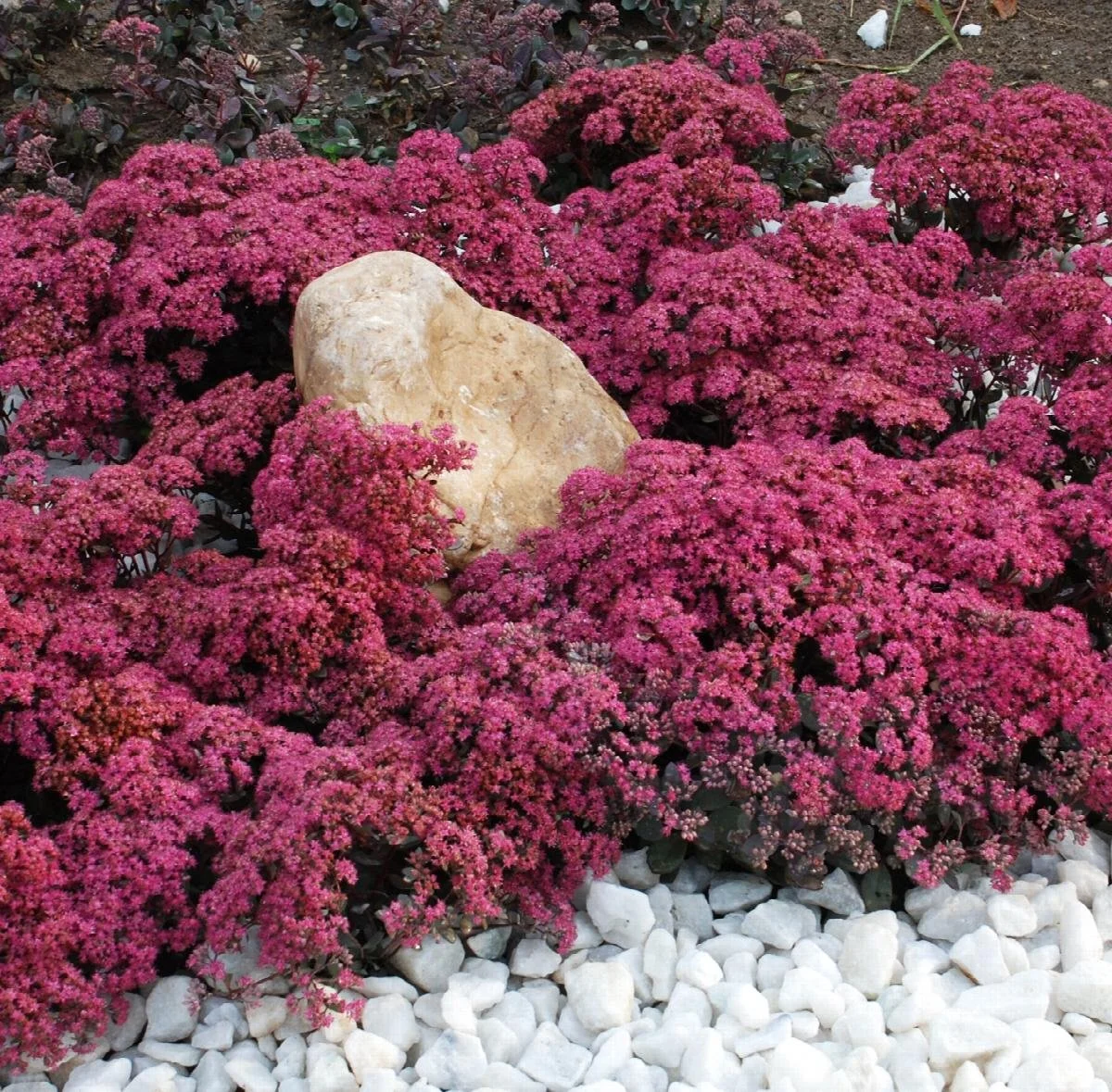 sedum dazzleberry.jpeg