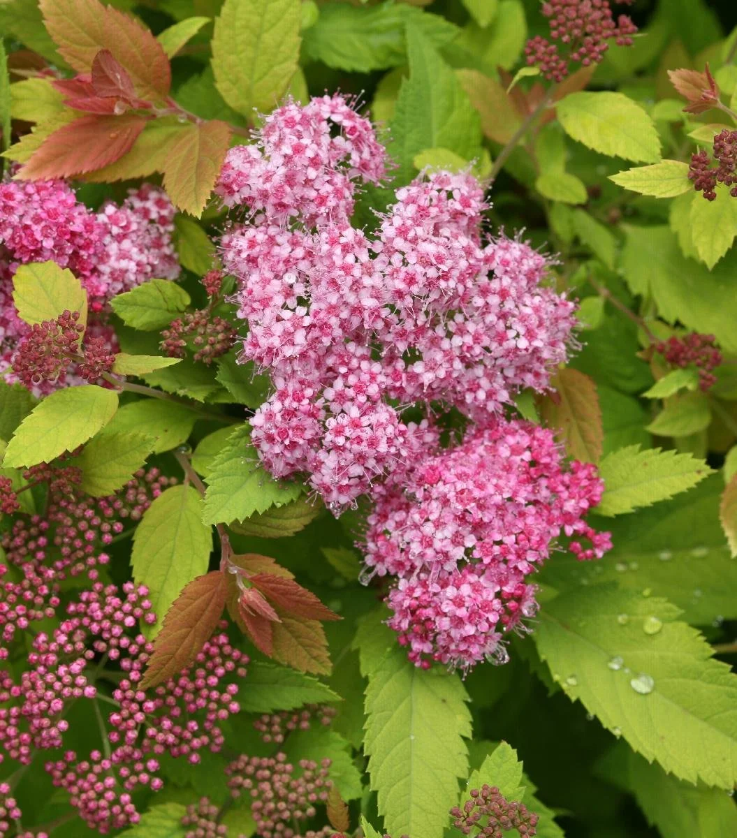 spirea double play big bang.jpeg