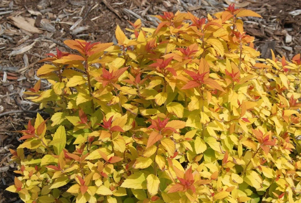 spirea candy corn.jpeg