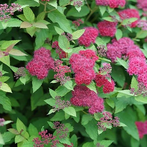 spirea doozie 2.jpeg