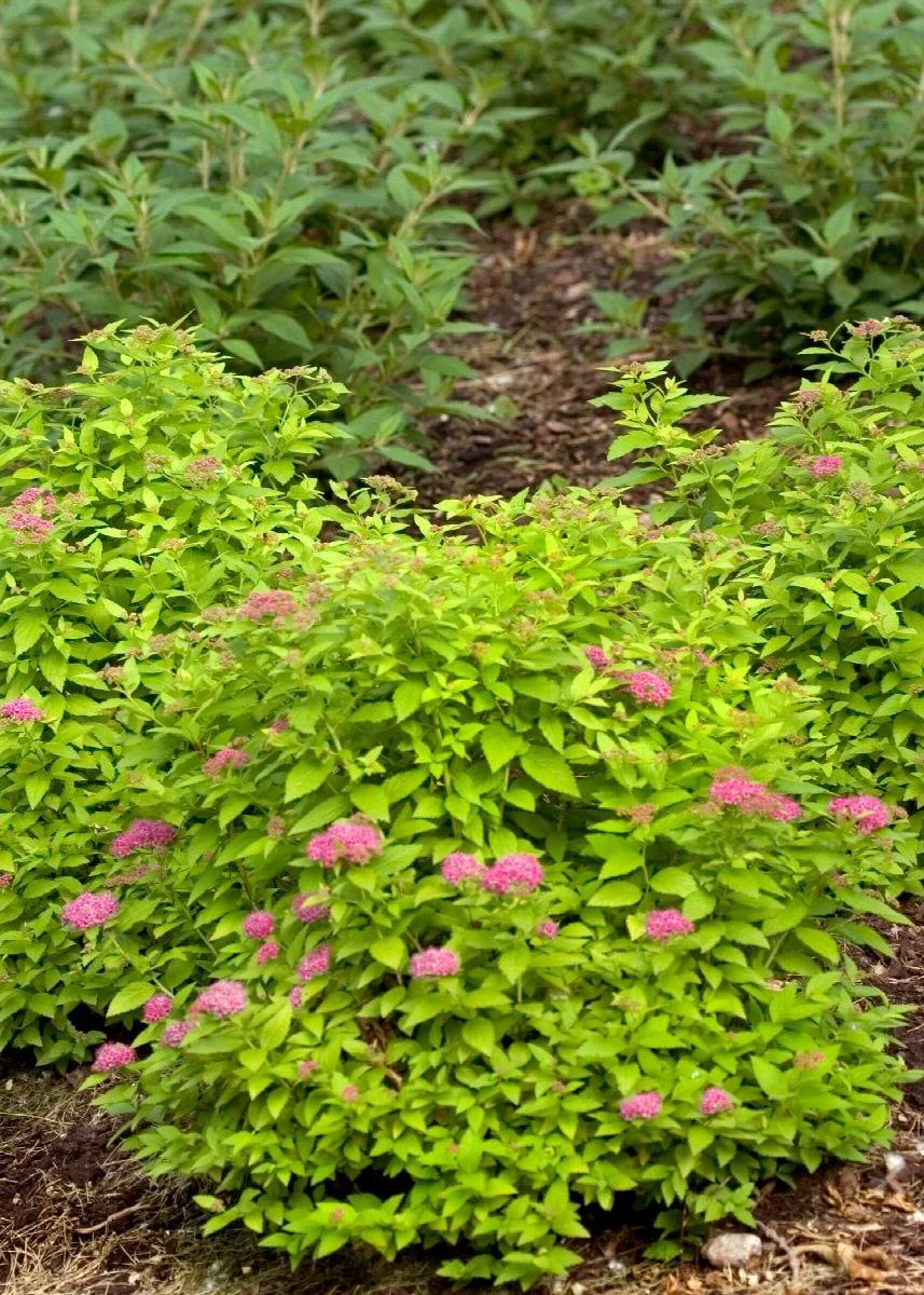 spirea gold 2.jpeg