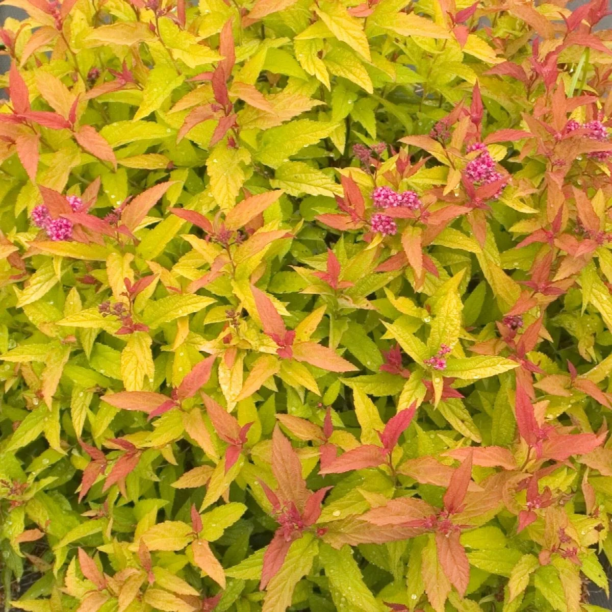 spirea gold 3.jpeg