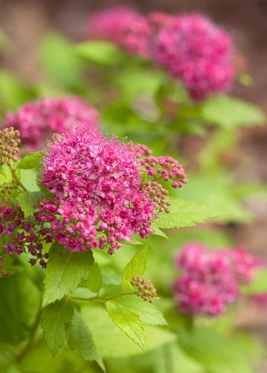 spirea gold .jpeg
