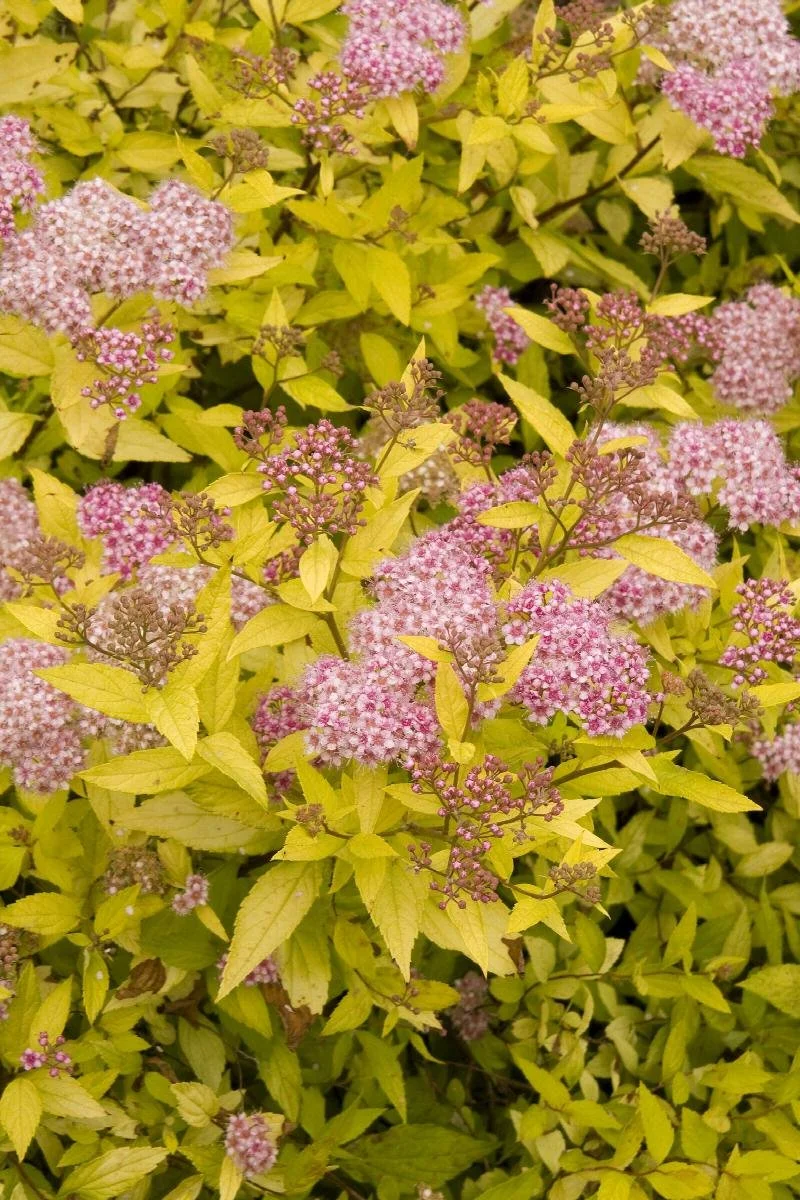 spirea magic carpet.jpeg