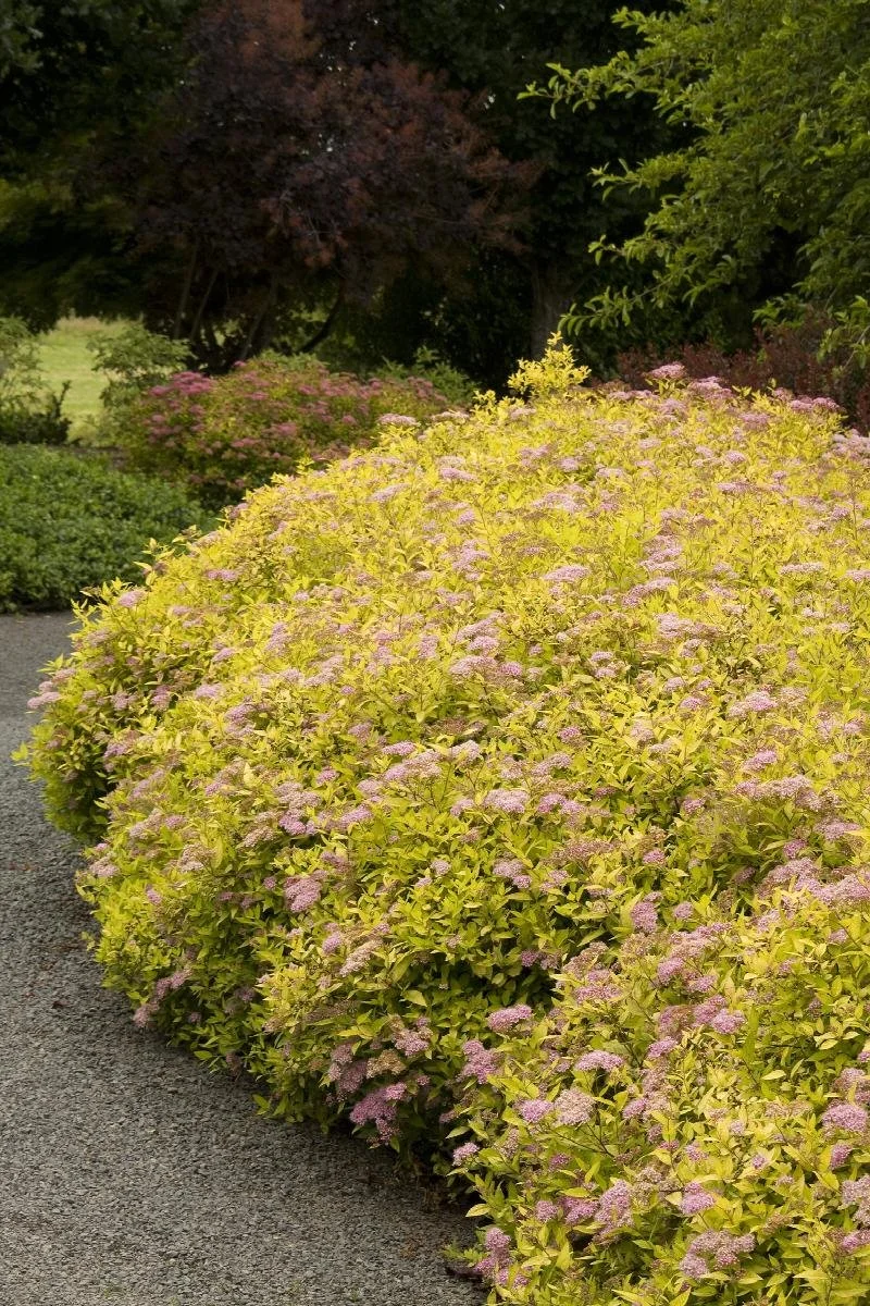 spirea magic carpet 2.jpeg