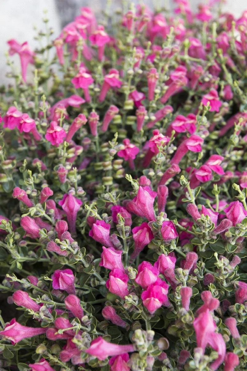 skullcap pink texas.jpeg