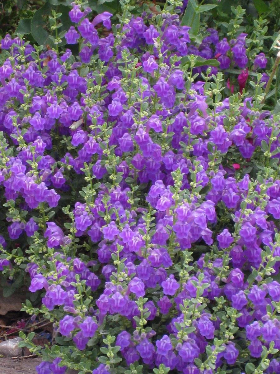 skullcap dark violet.jpeg