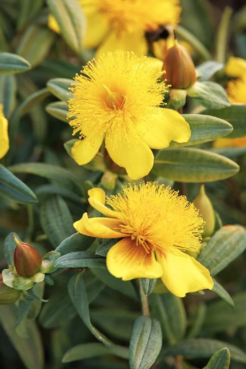 St. Johns wort sunburst.jpeg