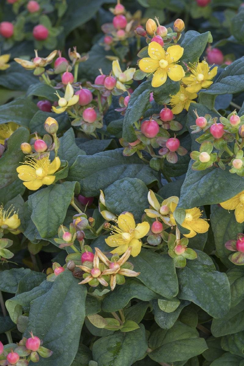 st johns wort floralberry rose.jpeg