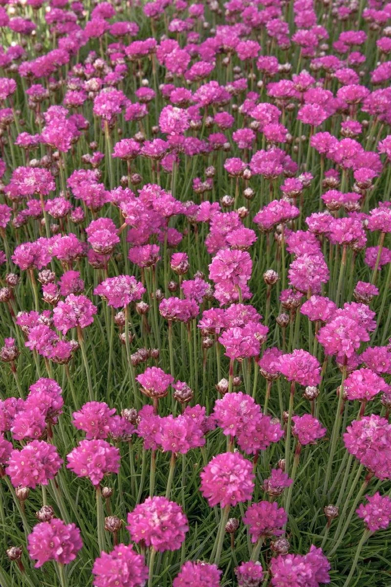 thrift bloodstone.jpeg