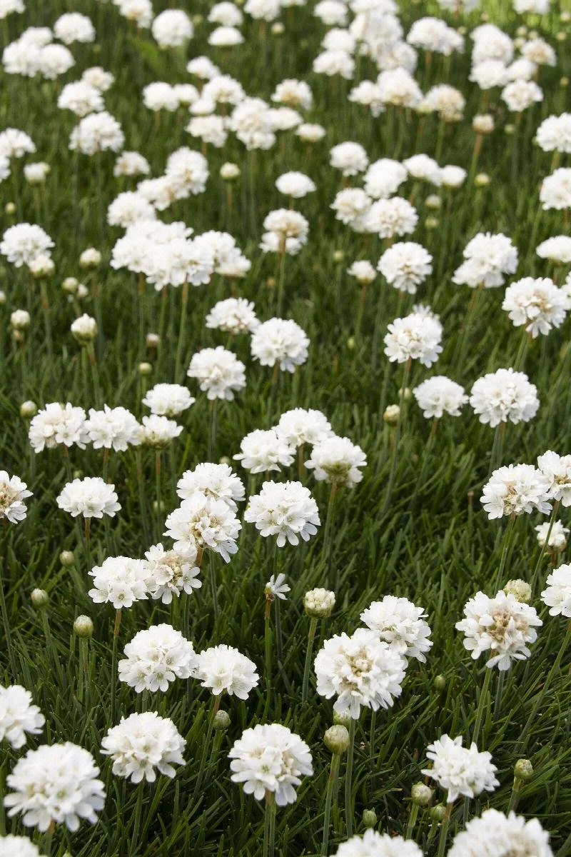 thrift cottontail.jpeg