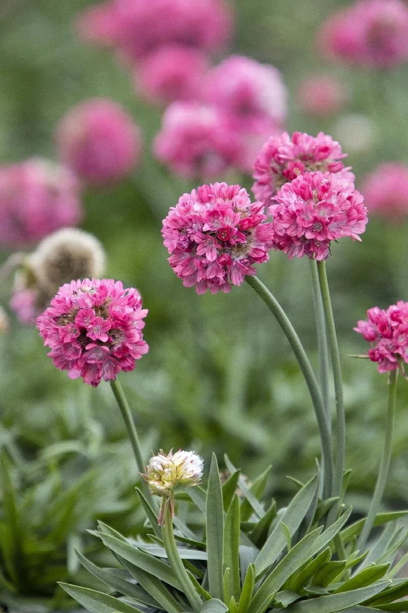 Thrift Dreameria Dreamland.jpeg