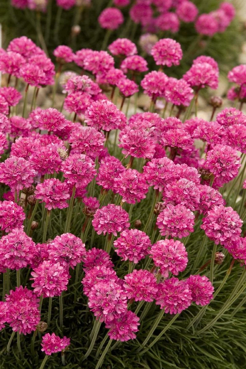 Thrift Splendens.jpeg