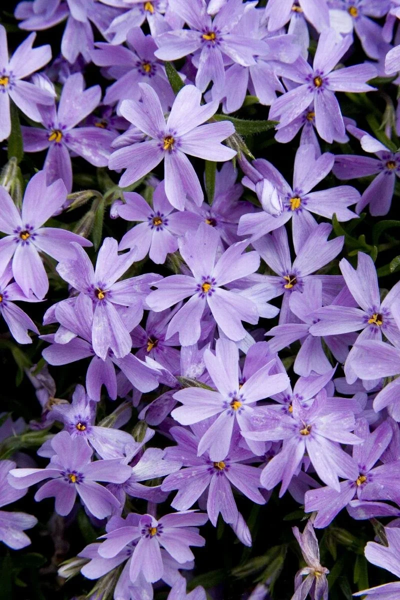 creeping phlox emerald blue 2.jpeg