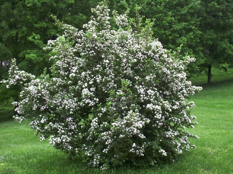 Pyracantha Mohave 3.jpeg