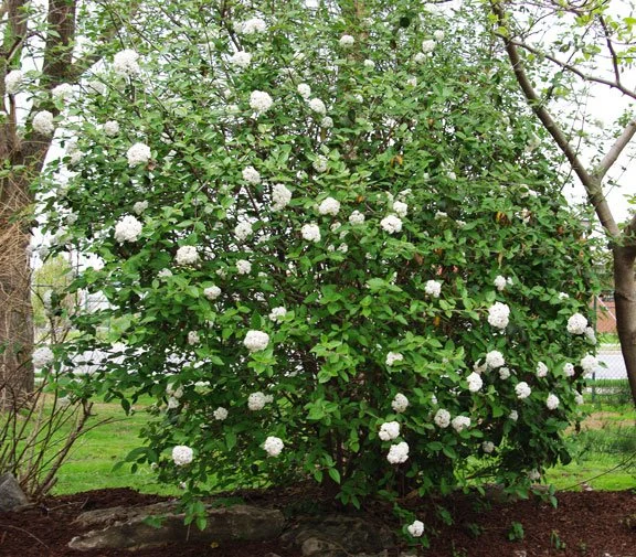 viburnum burkwood .jpeg