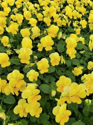 violas lemon chiffon.jpeg