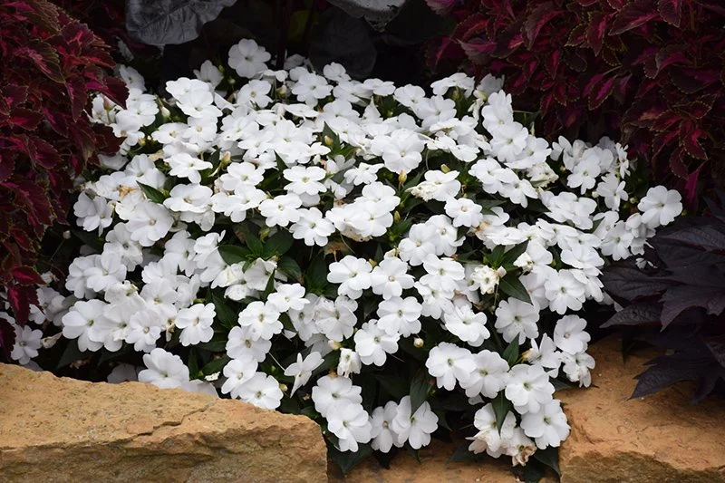 Sunpatiens White - Ten 4.5 inch Containers