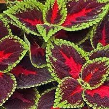 Kong Coleus Red - Flat of ten 4.5 inch Containers