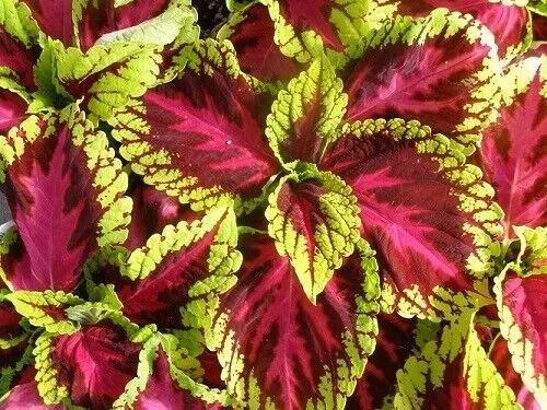 coleus kong rose.jpeg