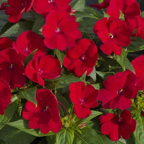 Sunpatiens Red - Ten 4.5 inch Containers