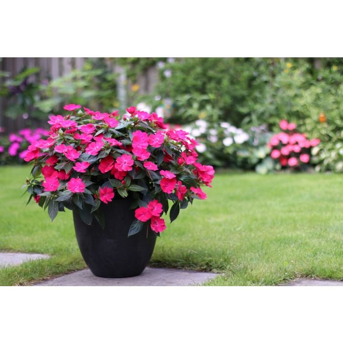 Sunpatiens rose glow.jpeg