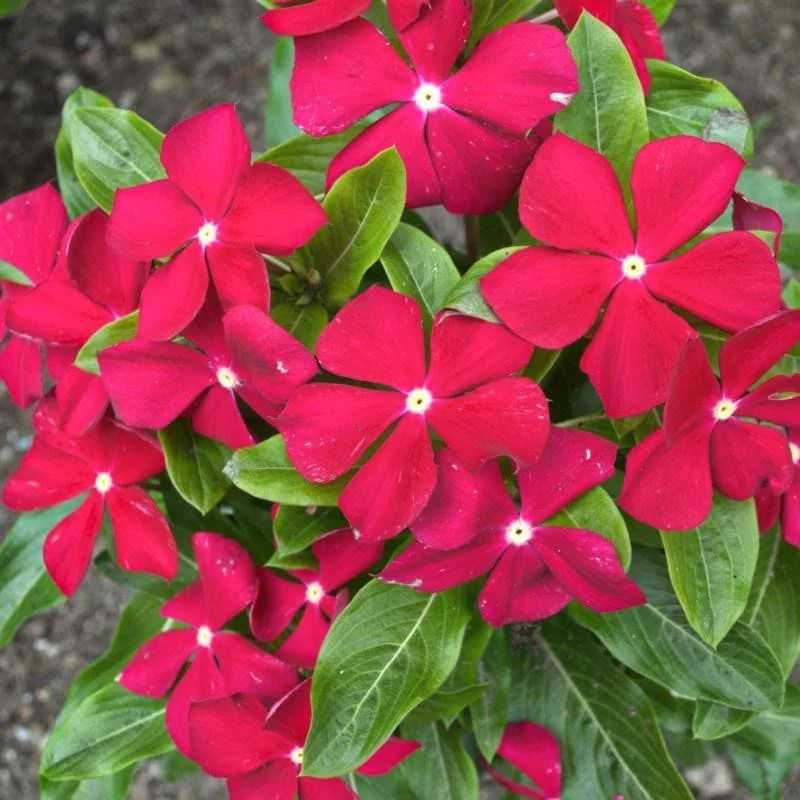 Wave Petunia Red - Ten 4.5 inch Containers