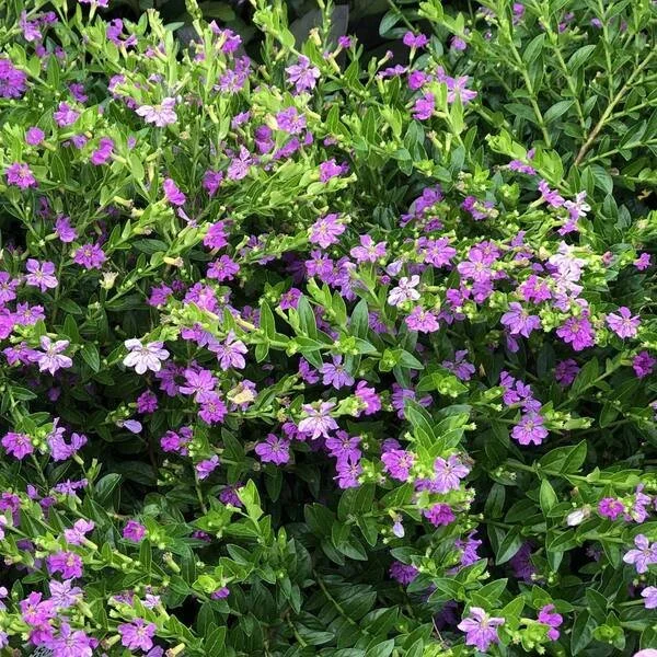 Mexican Heather - Ten 4.5 inch Containers
