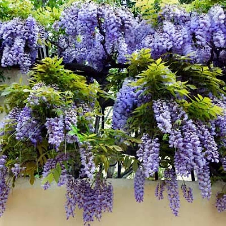 Wisteria Amethyst Falls 2.jpeg