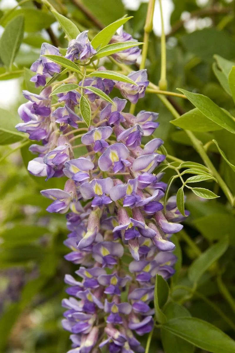 Blue Moon Kentucky Wisteria - 5 Gallon Staked
